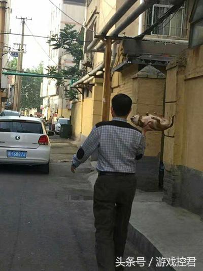 囧吐槽：撸猫影响学习，还是撸狗吧