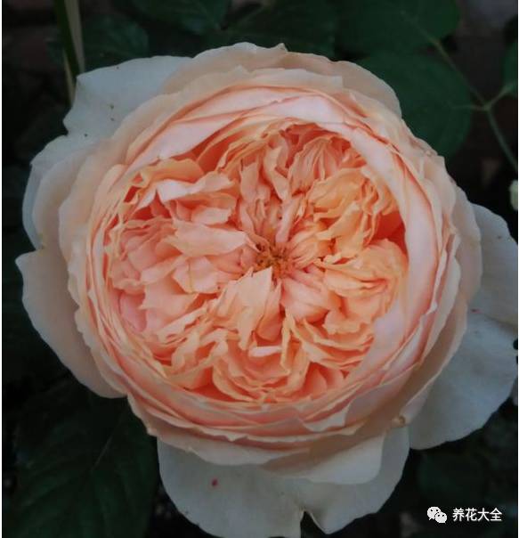 最美的十款月季品种推荐 (十种绝美的月季)