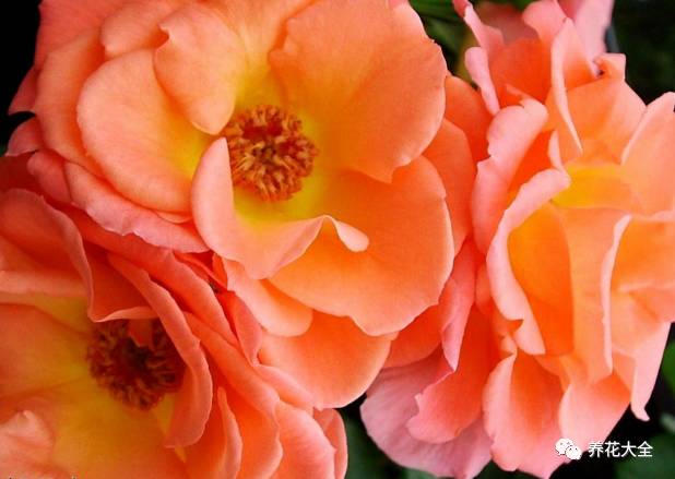 最美最高端的30款月季 (十种绝美的月季)