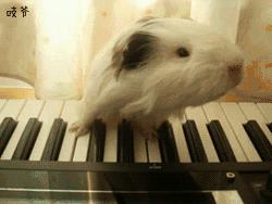 母荷兰猪可以做绝育手术吗,两只不同的荷兰猪可以绝育吗