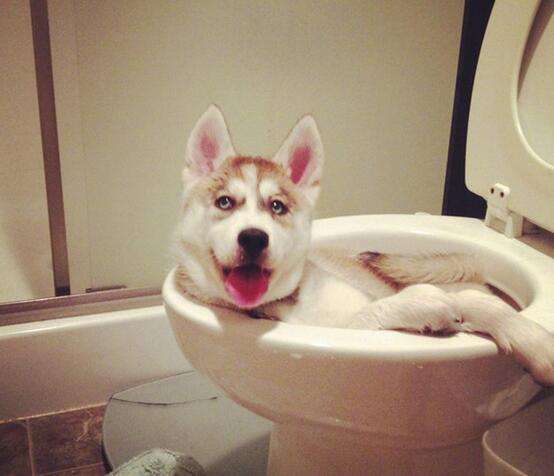 哈士奇两只犯二,哈士奇都住着犯二的灵魂