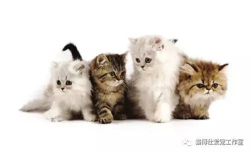 怎么看猫咪有没有猫藓啊,你的猫咪有什么坏习惯