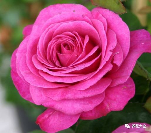 最美最高端的30款月季 (十种绝美的月季)