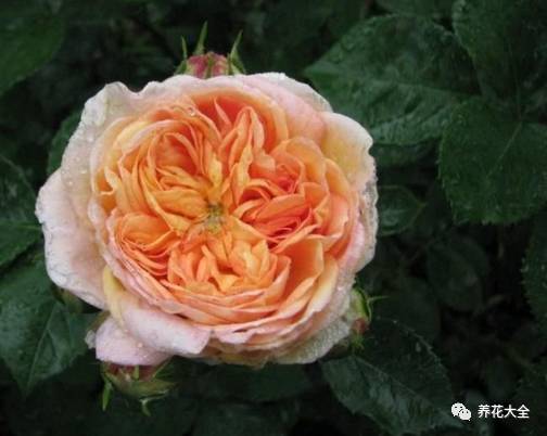 最美最高端的30款月季 (十种绝美的月季)