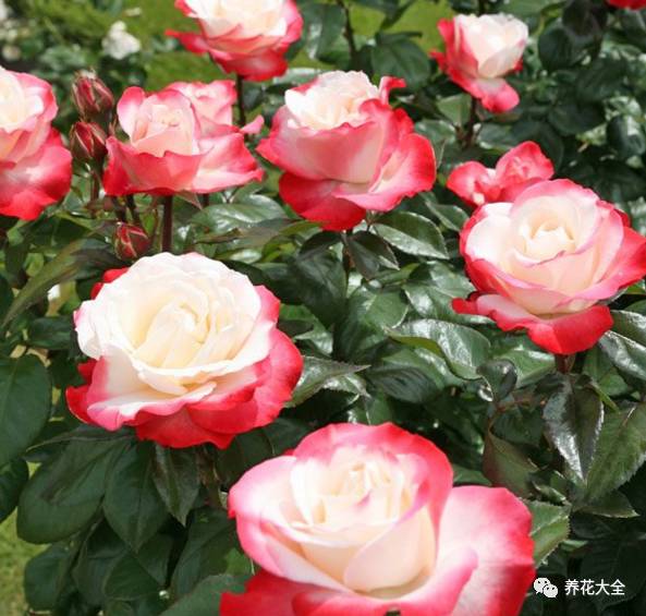 最美的十款月季品种推荐 (十种绝美的月季)