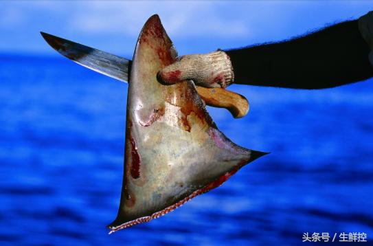 禁止吃鱼翅!告诉你9个关于鲨鱼翅贸易的真相