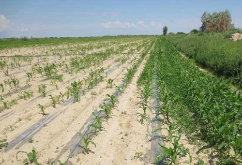 玉米出苗不全是啥原因,玉米出苗早晚不一致是什么原因