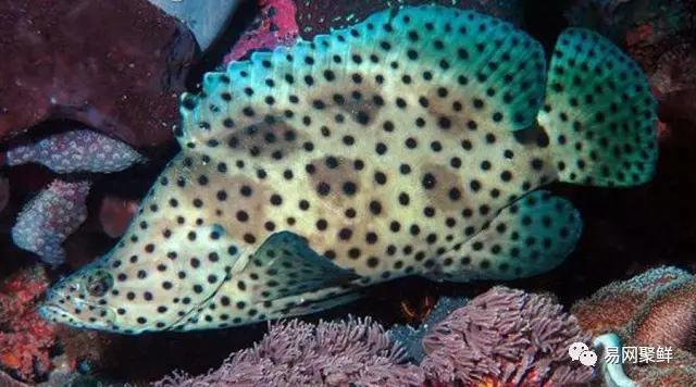 各类石斑鱼图片,常见的石斑鱼图片