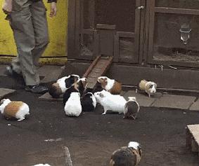 豚鼠的性格特点是什么呢,荷兰猪生活习性是什么