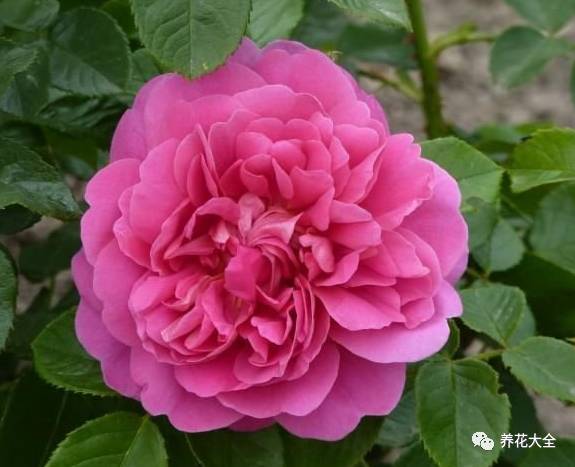 最美的十款月季品种推荐 (十种绝美的月季)