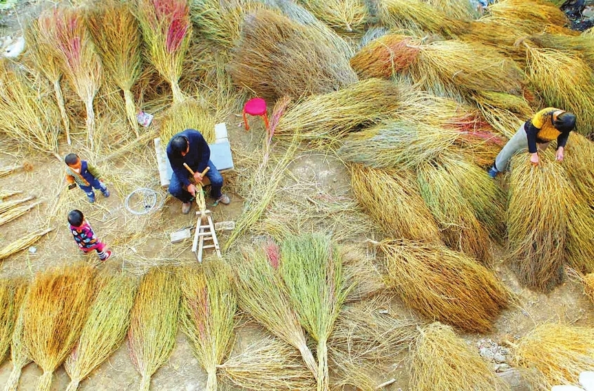 农村能吃的“笤帚”，嫩苗是野味，老来扫净民间万古尘