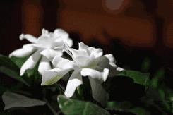 栀子花叶子发黄干枯是怎么回事,栀子花移栽后叶子蔫发黄怎么办