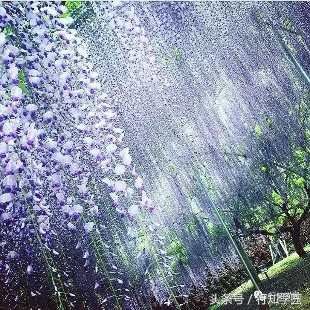 送走了樱花,去日本最梦幻公园吃紫藤花冰激凌吧