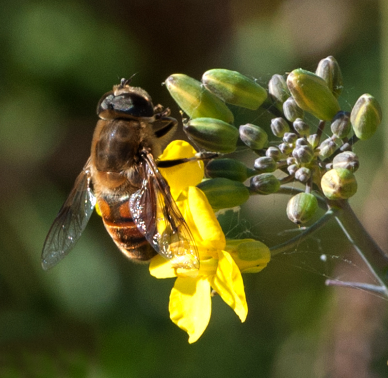 百花成蜜后为谁辛苦为谁甜评论,采得百花成蜜后为谁辛苦为谁甜