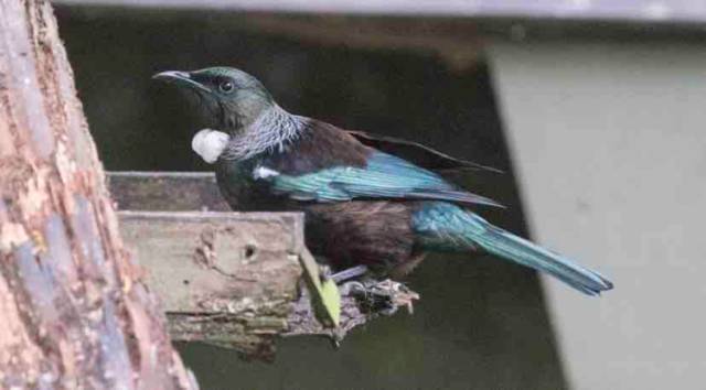 世界上有一种鸟永远不会落地,这世界上有一种鸟笨鸟先飞