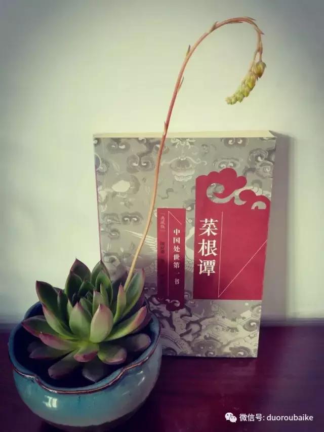 原来多肉与书更配哦！文艺范走起！