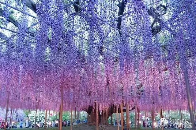 送走了樱花,去日本最梦幻公园吃紫藤花冰激凌吧