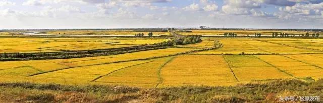 吉林松原大米好吃吗,松原市大米怎么样