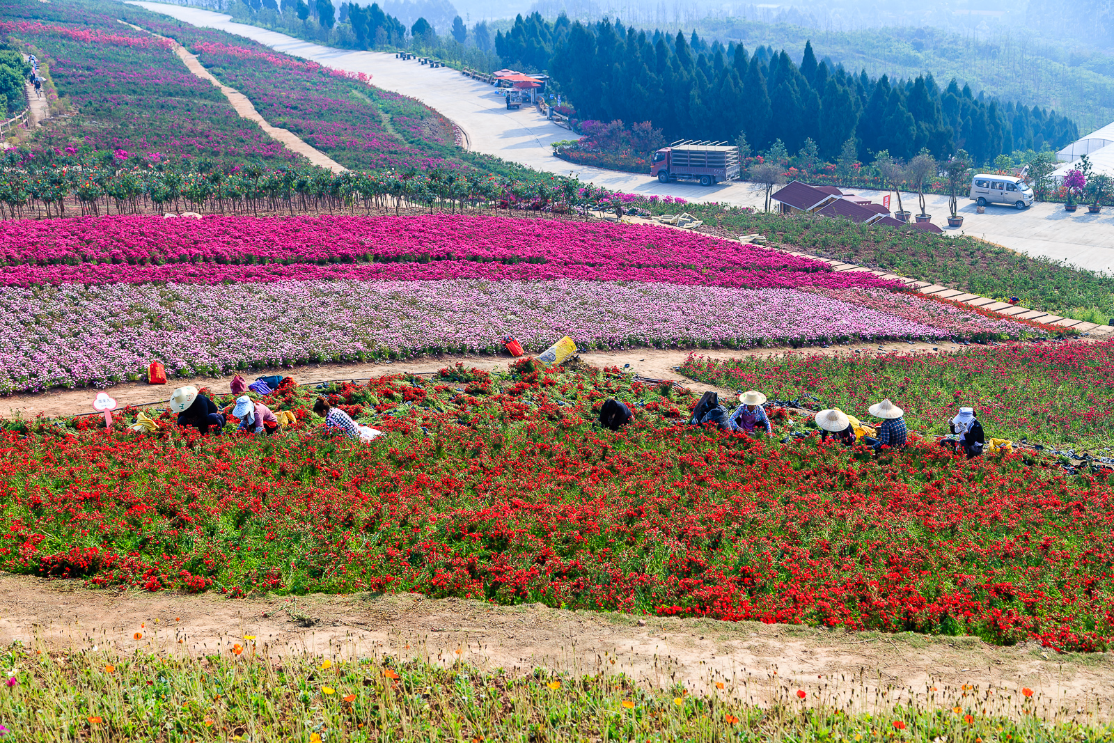 杨梅小镇简介,杨梅小镇的杨梅几月成熟