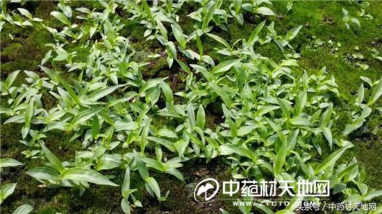 云南蒙自家种白及突破死苗陷阱，长势良好！