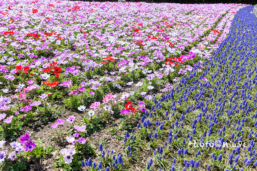 澳门航空空姐游东京 富士山下遇见最美的樱花