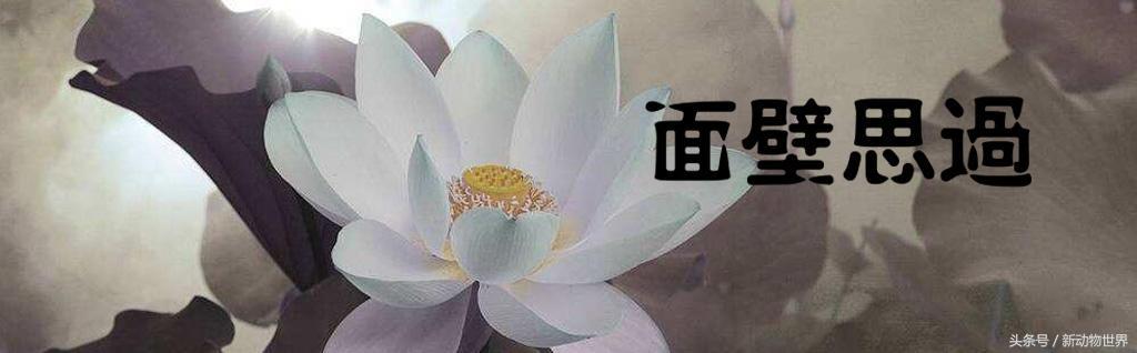 羊是牛科动物还是植物,羊是反刍性动物吗