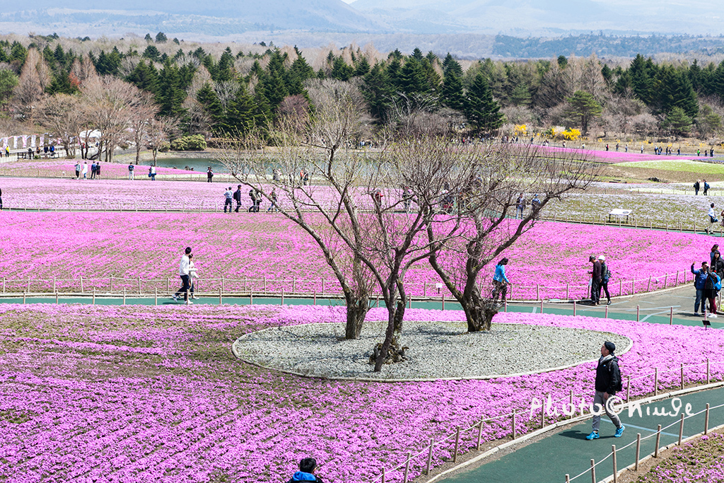 澳门航空空姐游东京 富士山下遇见最美的樱花