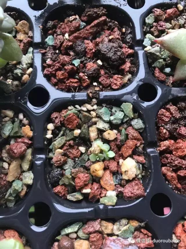 敲警钟安全行,室内喷杀虫剂对多肉有影响吗