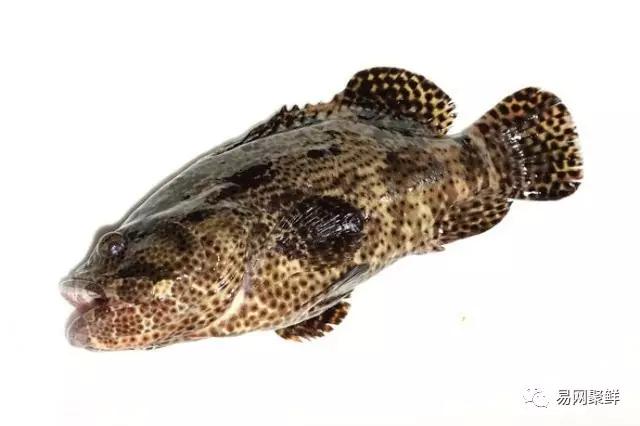 各类石斑鱼图片,常见的石斑鱼图片