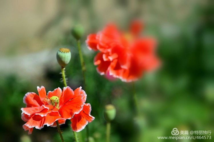 走过四季夏天最美,走过春夏美丽的秋冬