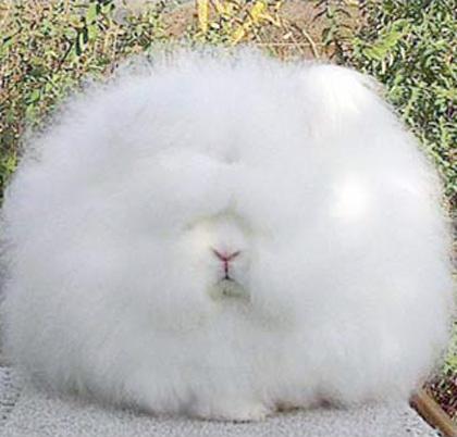 兔子的种类一共有多少种,兔子一共有多少种种类