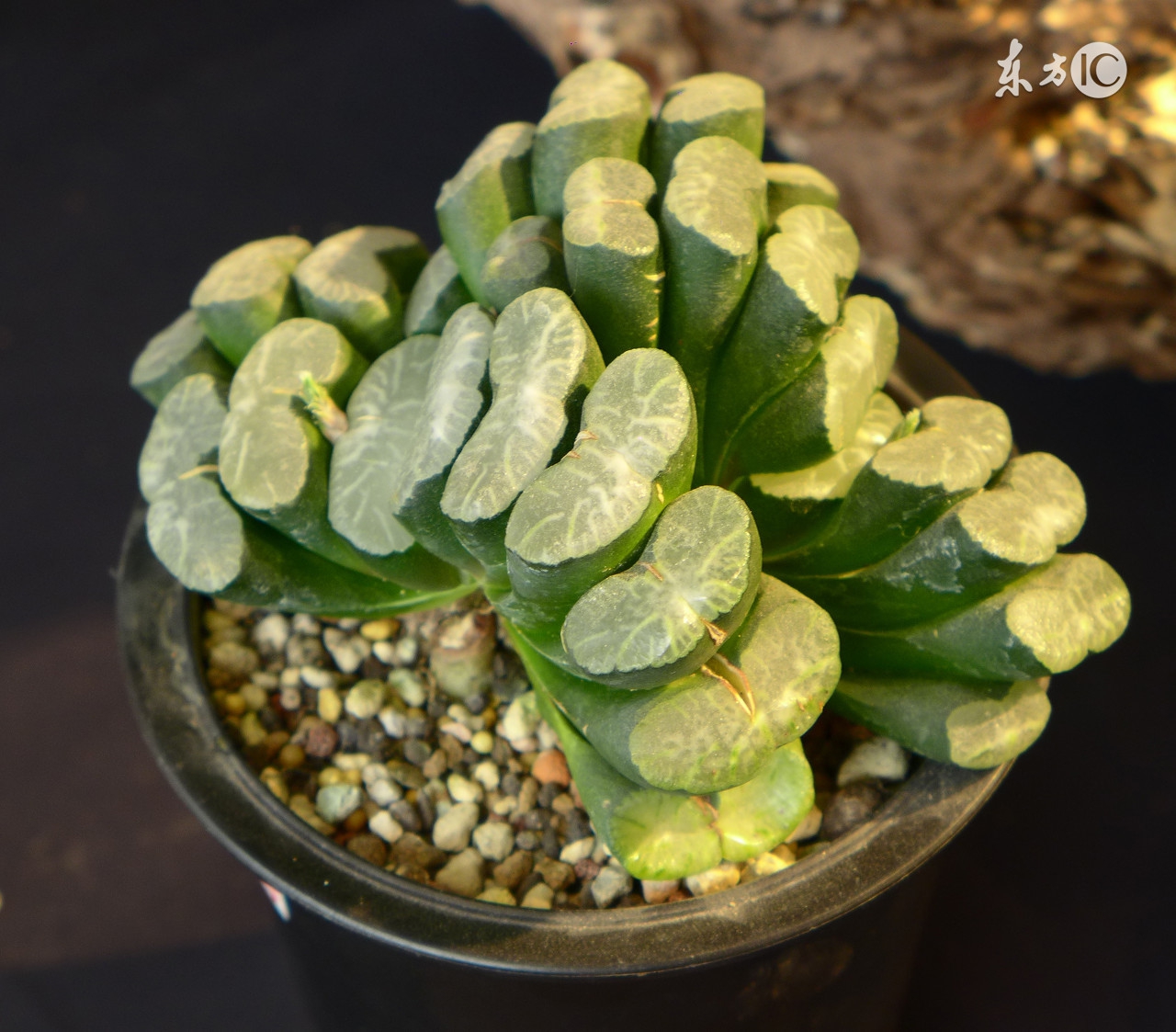 多肉植物为啥降价,多肉植物还有市场吗