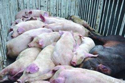 夏天猪最易发生的五种疾病,冬季猪死亡率高的疾病有哪些