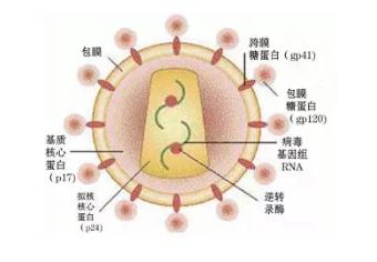 HIV如何攻击人体免疫系统？在体外存活时间为多久？