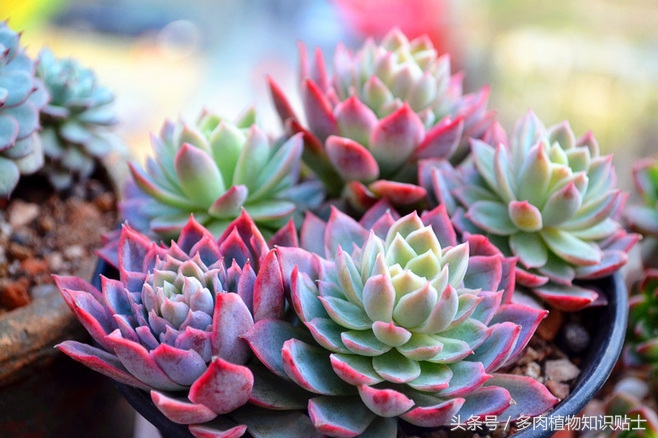 这六种多肉便宜又好养，快来在阳台养出来吧