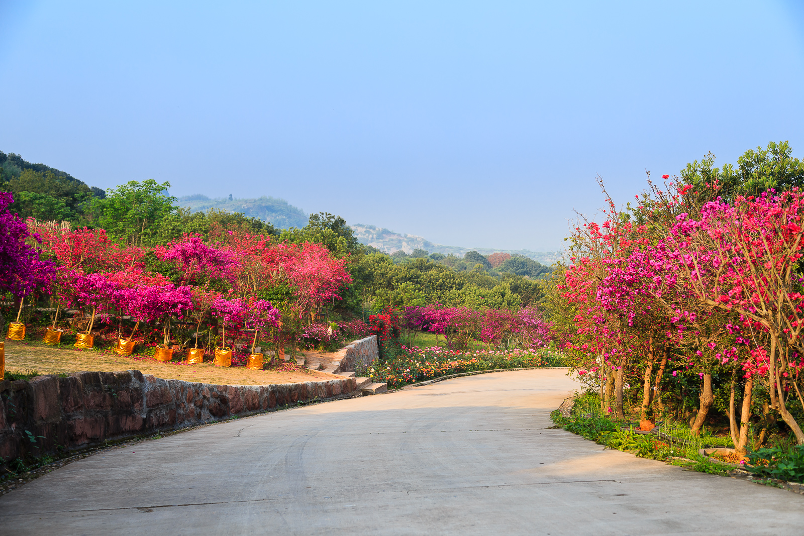 杨梅小镇简介,杨梅小镇的杨梅几月成熟