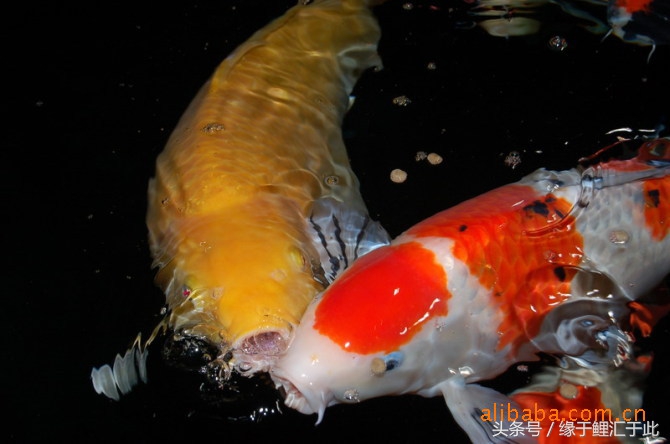 鱼生病三步骤,鱼生病了单独治疗注意事项