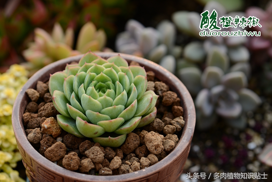 多肉价格大揭秘,多肉价格最高的是什么品种