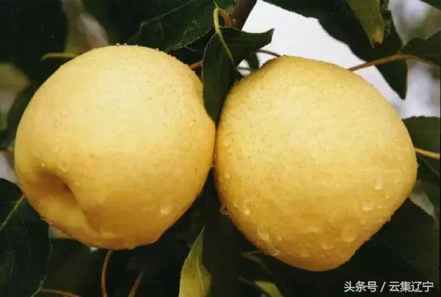 辽宁什么水果有名又好吃,辽宁冬天的应季水果都有什么