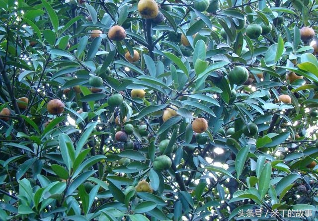 山竹水果皇后图片,热带水果皇后山竹视频