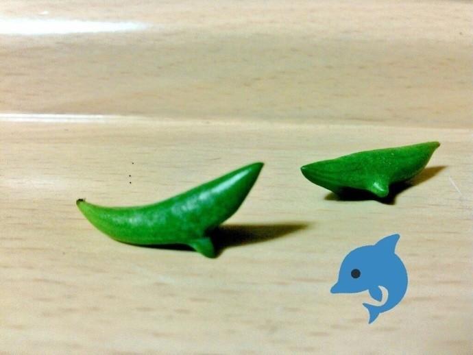 日本现“海豚多肉”萌炸了！但要养好可是很麻烦的！