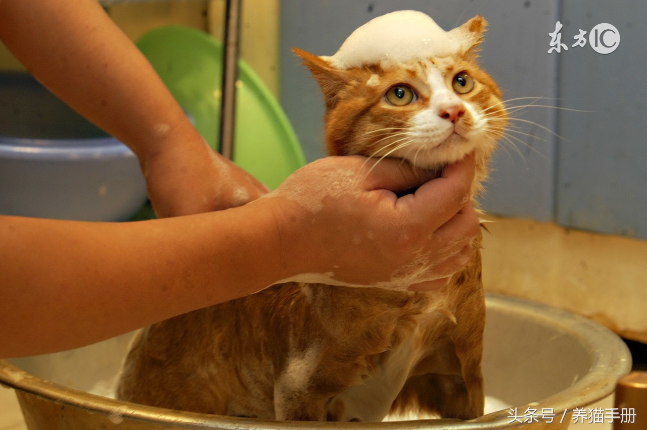 养猫常见的疾病和解决方法,猫咪常见疾病和救治