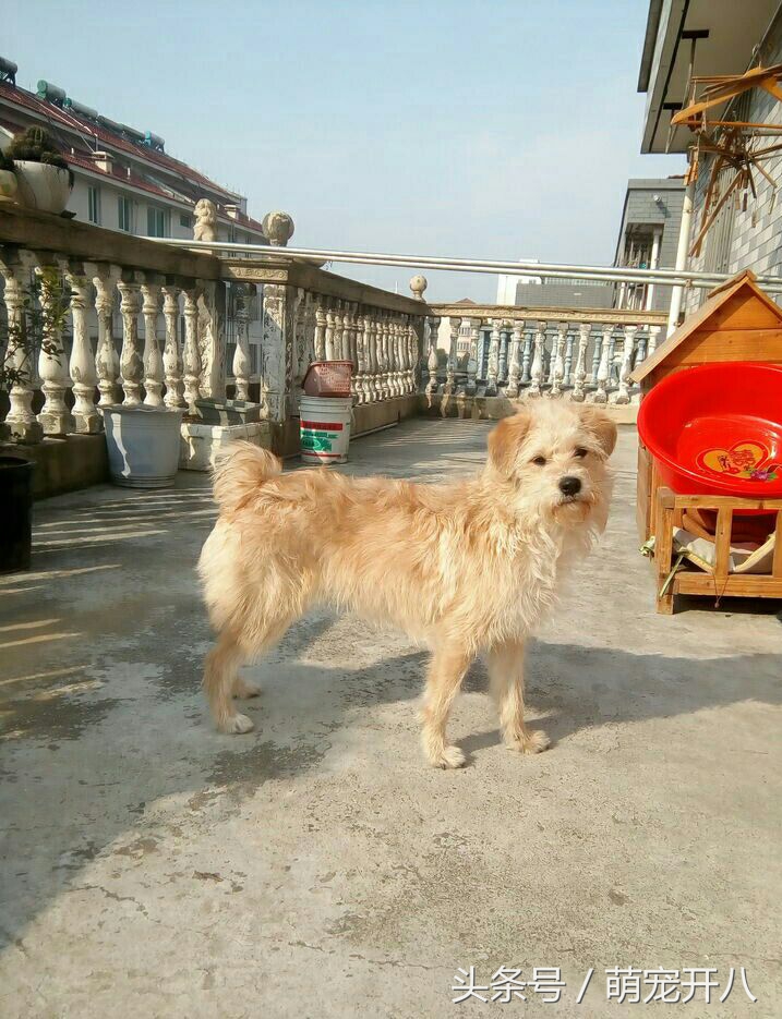 狗狗不小心从楼上掉下来吓坏主人，还好狗狗命大毫发无伤！