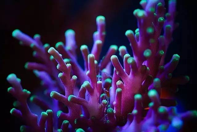 红树海缸,适合海缸的红树品种