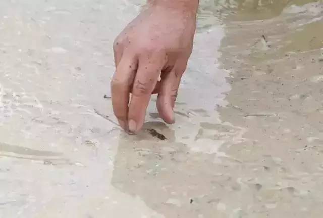 虫子卖到百元一斤,农村常见的虫子现在卖3000元一斤