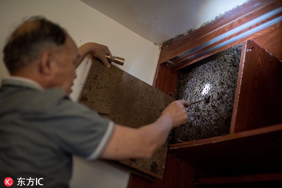 房屋出现巨大白蚁巢穴,别墅家里挖出巨型白蚁巢