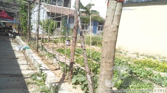 小区养鸡种菜田园生活,小区开垦菜地养鸡养鸭