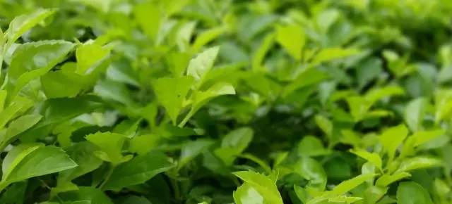 罗永浩哭着发布的坚果语录,坚果pro和罗永浩对比