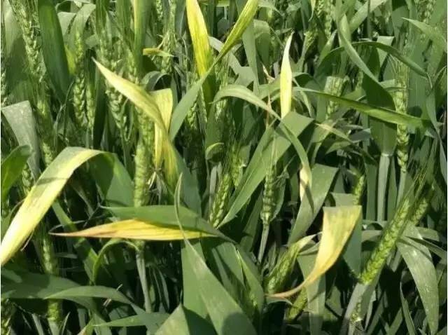 小麦抽穗期干尖是什么原因,小麦撒尿素后干尖如何补救