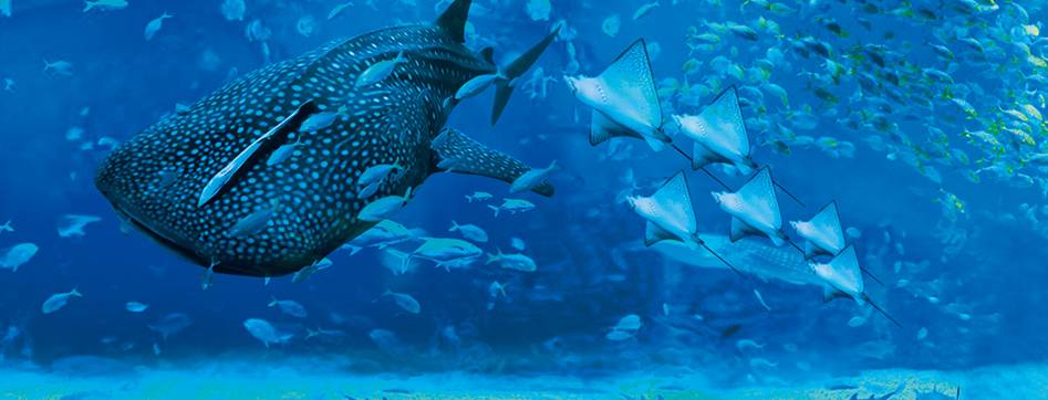 成都有没有哪里能看海,成都有海的地方一天游